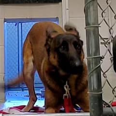 Frightened Dog Finally Finds Love After Growling At Everyone Who Tried To Help