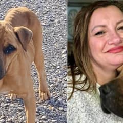Wilbur’s Miraculous Adventure: A Dog’s Heartfelt Search for a Loving Home