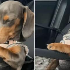 Viral Video of Sleepy Dachshund Trying To Stay Awake On Car Ride Is The Cutest Thing Ever