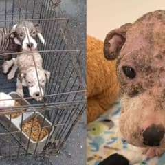 Abandoned Puppies Found in Trash Crate Now Seek Forever Loving Homes