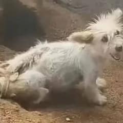 Mama Dog Chained For Years Begs Rescuers To Save Her Puppies
