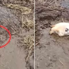 Man Spots Ball Of Fur In Muddy Swamp, Only To Find It’s A Trapped Dog