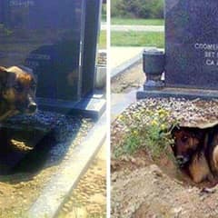 Dog Digs A Huge Hole Under Grave, But It’s Not For Any Deceased Owner