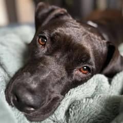 World’s Loneliest Foster Dog Has Her Heart Broken For The 8th Time