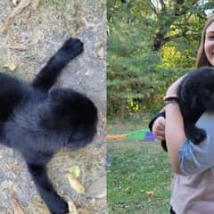 Flat Puppy Who Was Never Supposed To Stand Surprises Everyone