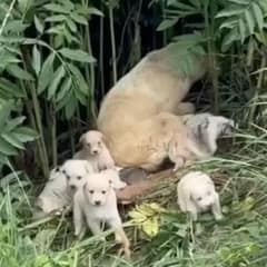 Heartless People Abandoned A New Mom And Her 8 Puppies In A Field After She Gave Birth