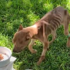 Meet Khaleesi: The Dog That Was Never Meant To Have A Happy Ending