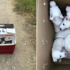 Shelter Volunteers Was Devastated To Find An Abandoned Box of Puppies Outside of Their Door