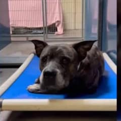 Sweet 12-Year-Old Pup Saved from Euthanasia, But Doctors Uncover Heartbreaking News