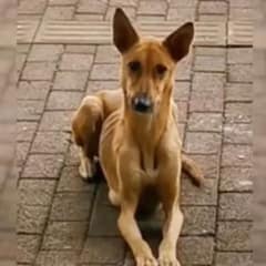 Starving Dog Mom And Her Hungry Puppies Found Their Happily Ever After