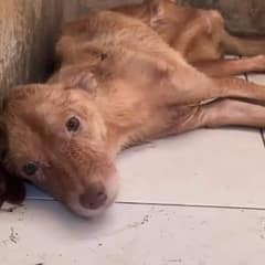 Man Buys A New House And Finds The Most Unexpected Surprise Lying On The Floor