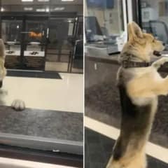 Pup Takes Himself to the Police at 3 A.M. After Getting Lost on His Adventure