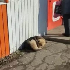 Lonely Pup Waited For Days In Front Of A Store, Believing Someone Would Finally Save Her