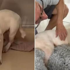 Dog Who Spent 420 Days On A Hard Floor Can’t Contain His Joy With His New Bed