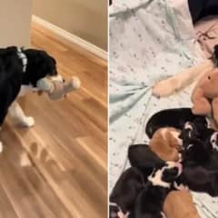 Mother Dog Keeps Bringing Soft Toy Back To Her Bed And The Reason Melts All Of Our Hearts