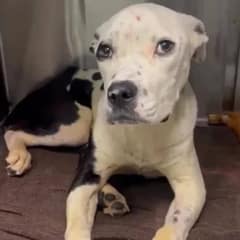 Resilient Pit Bull Overcomes Brutal Hit-and-Run, Seeks Loving Forever Home