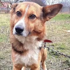 Rescuers Were Heartbroken When They Learned the Painful Truth About This Stray Dog’s Life