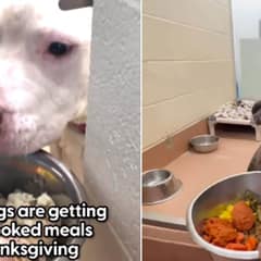 A Heartwarming Thanksgiving Tradition: Shelter Prepares Home-Cooked Meals for All Pups