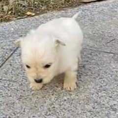 Newborn Puppy Abandoned on the Street Finds Hope in a Kind Stranger’s Arms
