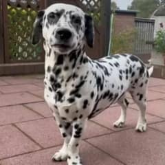 Dalmatian Pup Surprises His Mom With a Rare Condition That Makes Him Extra Special