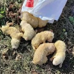 Hikers Rescues Five Abandoned Puppies In a Bag And Helps Them Find A Forever Home