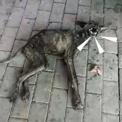 Paralyzed Dog Found Crying In Pain By The River, Begging People For Help