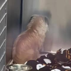 Lonely Dog Loses Hope and Spends Days Facing the Wall Until Her Life Finally Changes