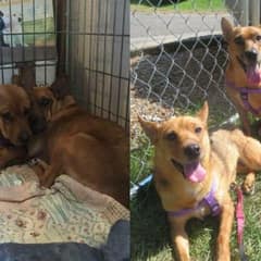 From Fearful Puppies in a Shelter to The Happiest and Confident Sisters in Their Forever Home