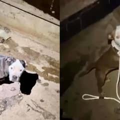 Passerby Hears Desperate Cries From Abandoned Laundromat, Discovers Two Starving Puppies Trapped in a Pit