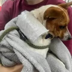 Cyclists Find Heartbreaking Note on Dog’s Collar After Rescuing Him from the Streets