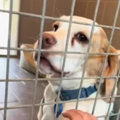 Two Sweet Dogs Were Heartbroken After Their Owner Surrendered Them To A Shelter