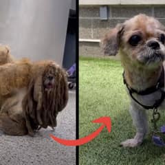 Extremely Matted Dog Transforms Into The Cutest Pup