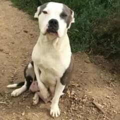 Mother Dog’s Heartbreaking Plea for Help Leads to a New Beginning for Her and Her Puppies