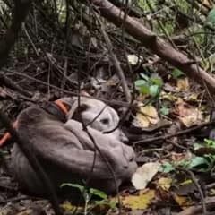 Malnourished Pup Rescued From The Woods With Life-Threatening Condition
