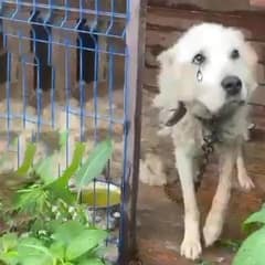 A Dog’s Remarkable Journey from Darkness to Love After Ten Years in a Cage