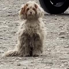 Lonely Stray Dog Struggling By The Roadside Finds Hope In A New Friend