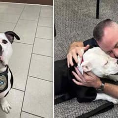 From Stray to Family: How One Dog’s Visit to the Police Station Changed His Life Forever