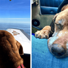 A Final Journey to Love: How One Pilot Gave a Shelter Dog The Greatest Gift in Her Last Days