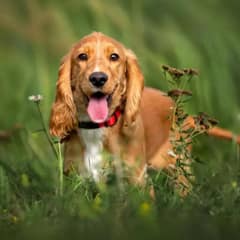 25 American Dog Breeds You Might Not Know About