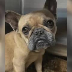 Devastated Mama Dog Finds New Hope and Healing in Caring Foster Home
