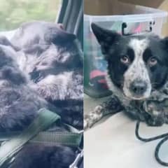Unexpected Twist: Couple Learns Their New Dog Has a Brother and Adopts Them Both