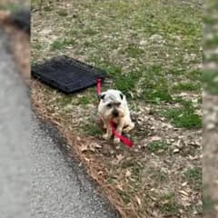 Kind Woman Rescued A Frightened Pup Tied To A Crate And Found Him A Loving Forever Home