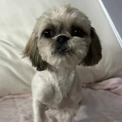 Abandoned Pup Rescued After Months of Hiding Under Cars, Transforms Into A Princess