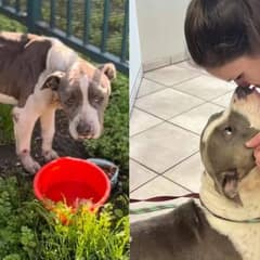 New Shelter Pup Reaches Out For Love By Holding Hands With Everyone She Meets