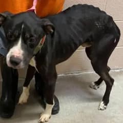 Abandoned Pit Bull Finds His Forever Family After Being Returned to Shelter For The Third Time