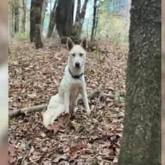 Abandoned Mama Dog Leads Rescuers A Mile Only To Reveal A Heartbreaking Surprise In A Ditch
