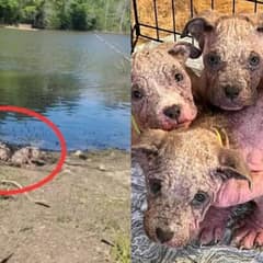 Kind Woman Finds Abandoned Puppies and Brings Them to Safety