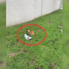 Loyal Senior Dog Waits for Weeks For His Owner, Until a Kind Woman Saves Him