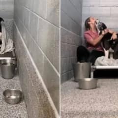 Senior Shelter Dog’s Joyful Reaction to a Visitor Will Melt Your Heart