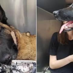 Loyal Dog Gives Her Life To Protect Owner From Mountain Lion Attack